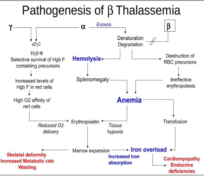 קובץ:Pathogenesis of B thalassemia.png