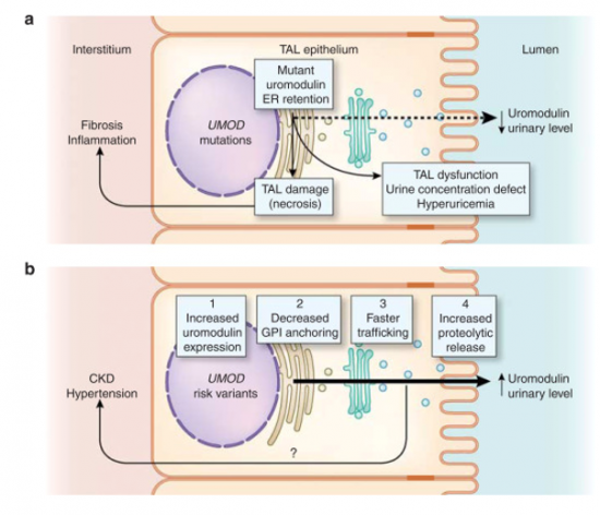 Uromodulin 2.png