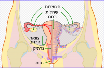 שחלות.png